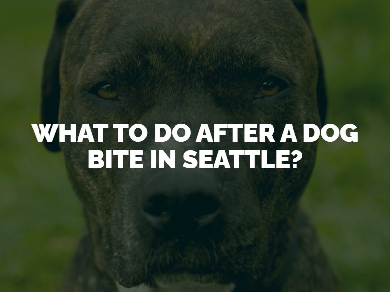 what to do after dog bite in seattle