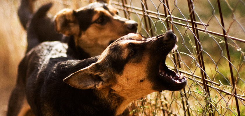 Dangerous dogs biting at fence