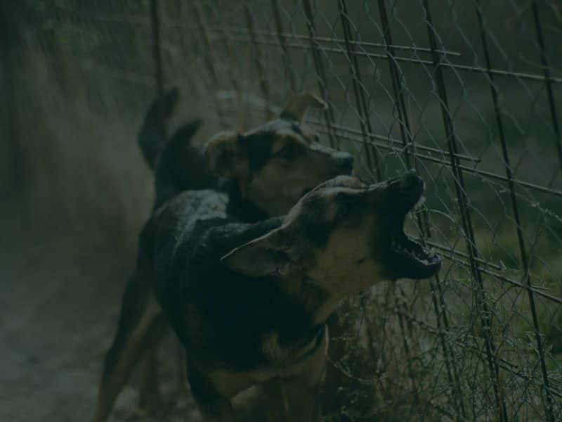 Dogs barking at metal fence