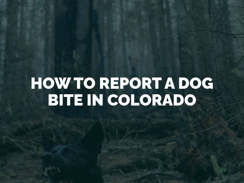 How to Report a Dog Bite in Colorado